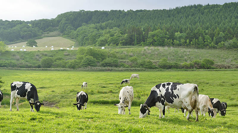 farm-and-cows